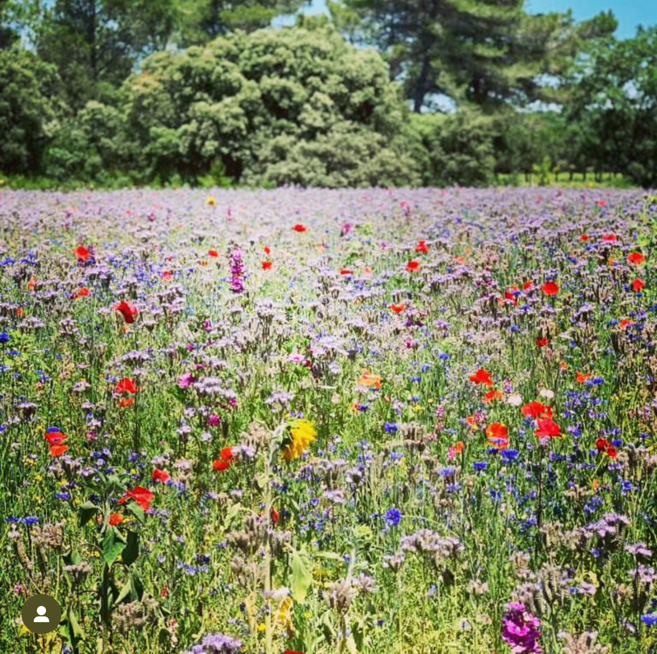 Prairies mellifères et pollinisateur