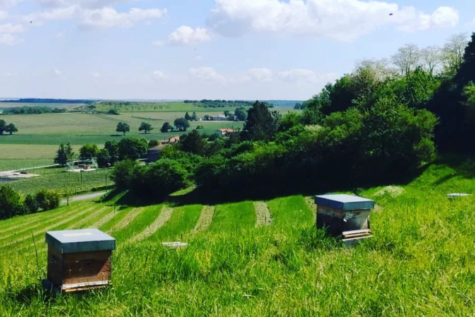 Developpement et protection de la biodiversité dans les vignes 6 Ruches et vignes COGNAC