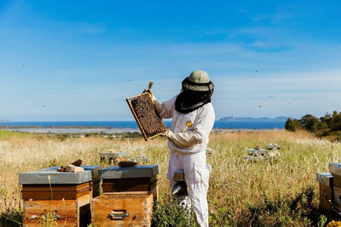 Developpement et protection de la biodiversité dans les vignes 4 galoupet 3