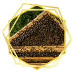 AGIR pour les générations futures 6 OFA Chronologie etape 2 1