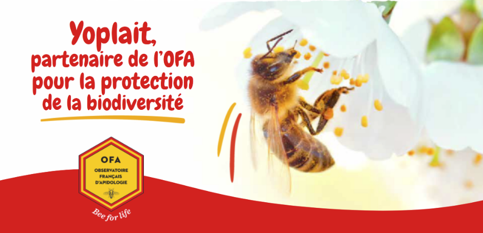 yoplait ofa 01 e1721323075916