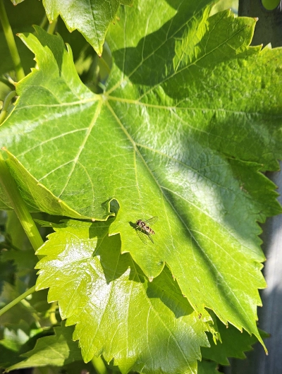 Vignes et abeilles
